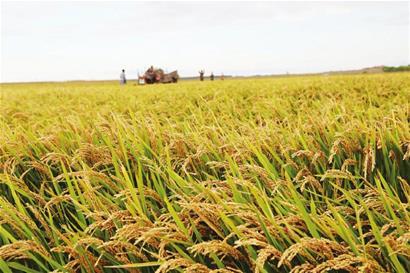 宝清县积极创建全国水稻绿色高质高效生产基地